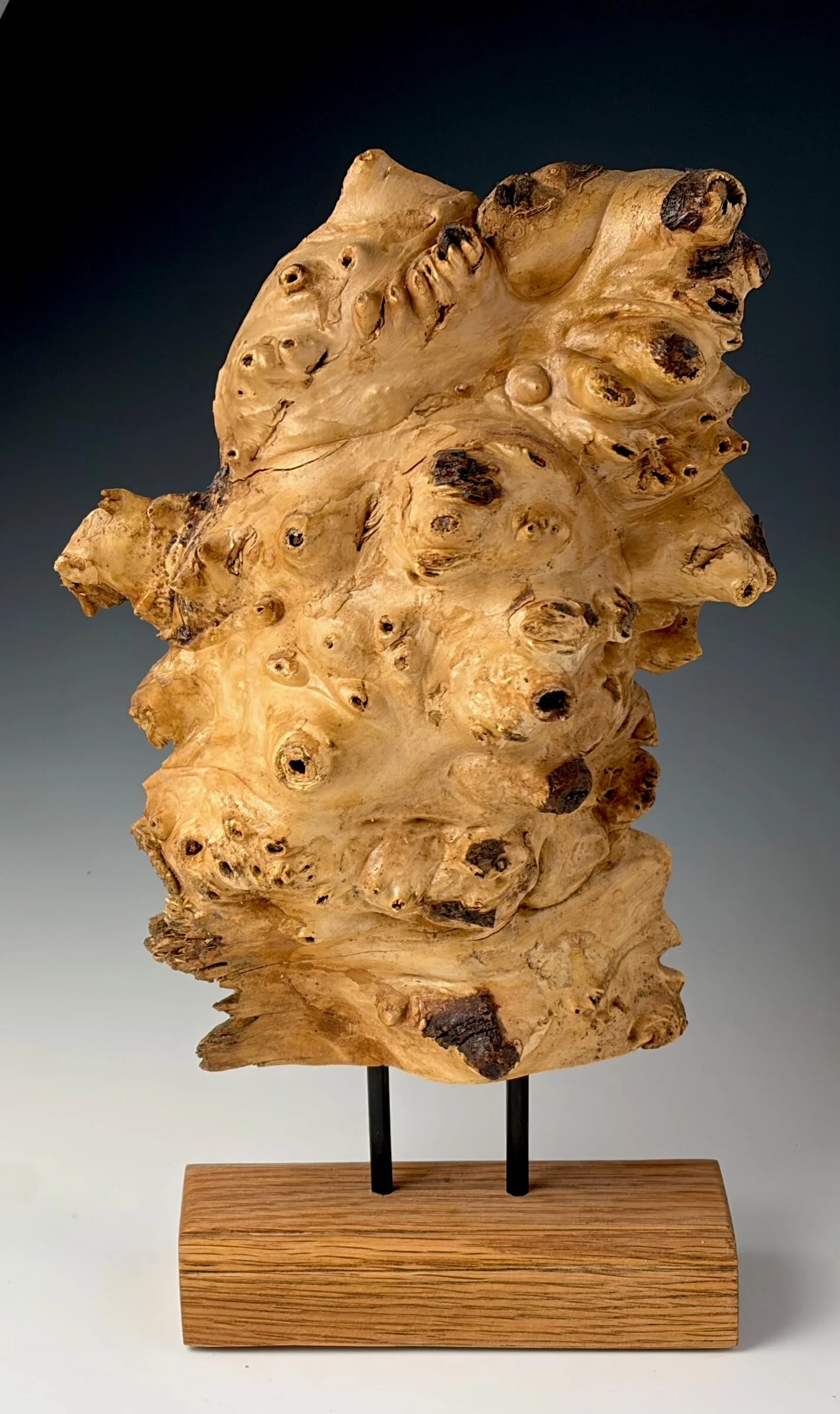 Buckeye Burl Slice - Image 2