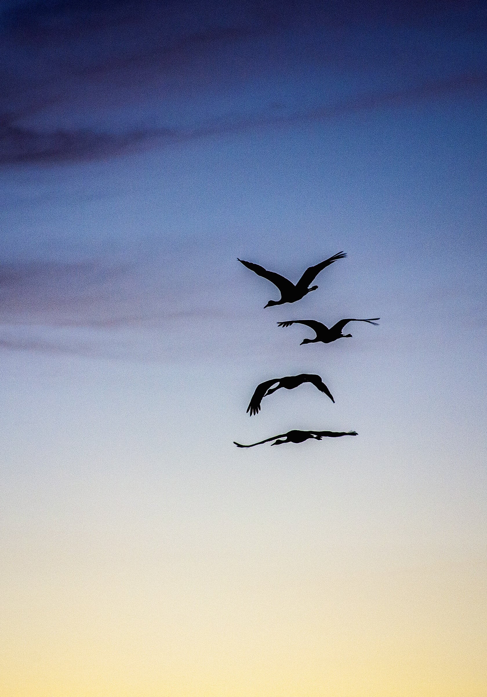 Cranes in Flight II - Small