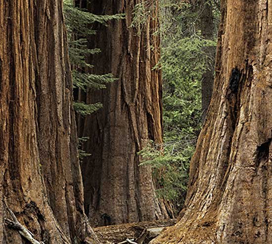 Three Sequoias - Image 2