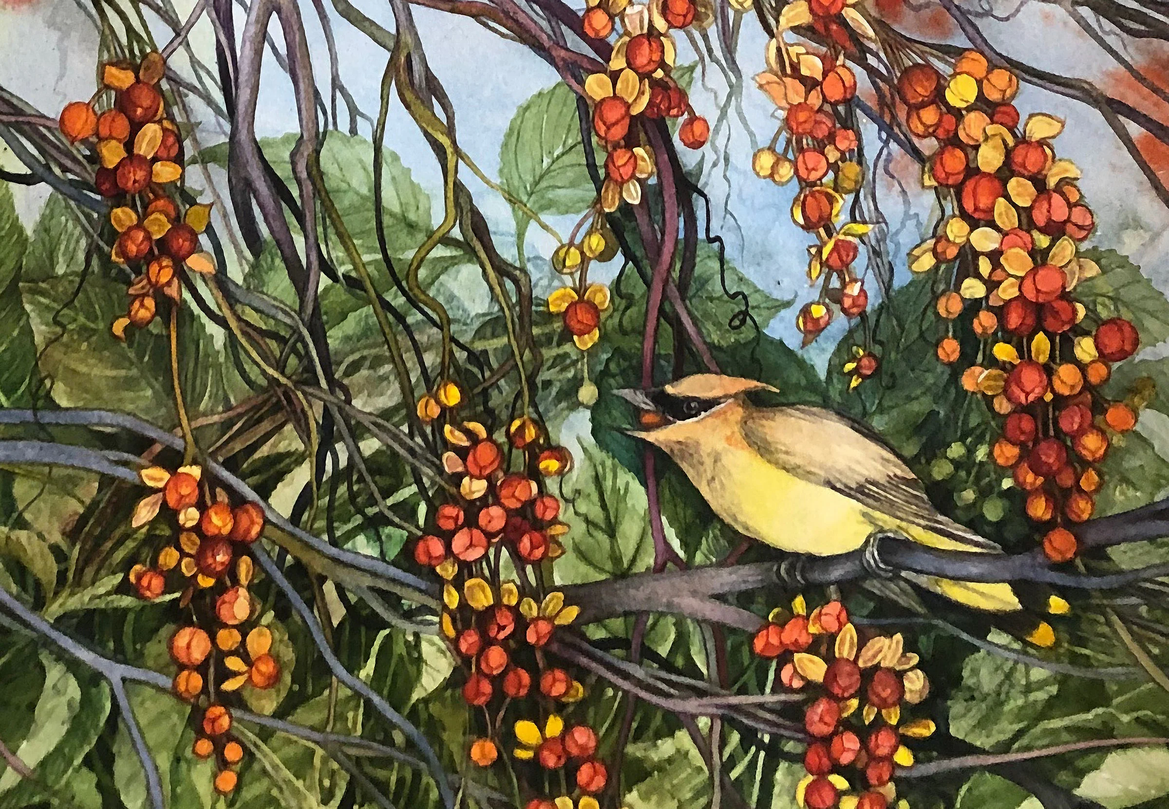 Bittersweet, Robin, and Cedar Waxwing - Image 3