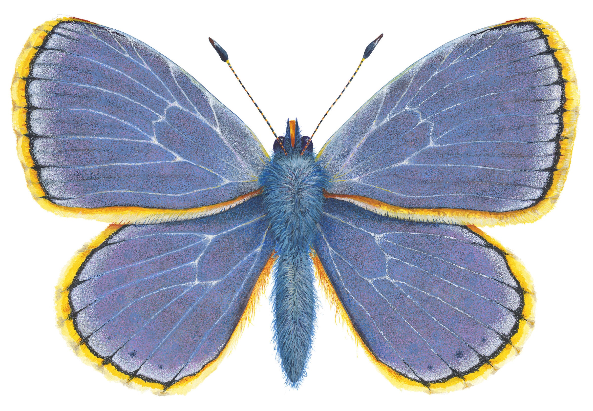 Common Blue Butterfly, Polyommatus Icarus