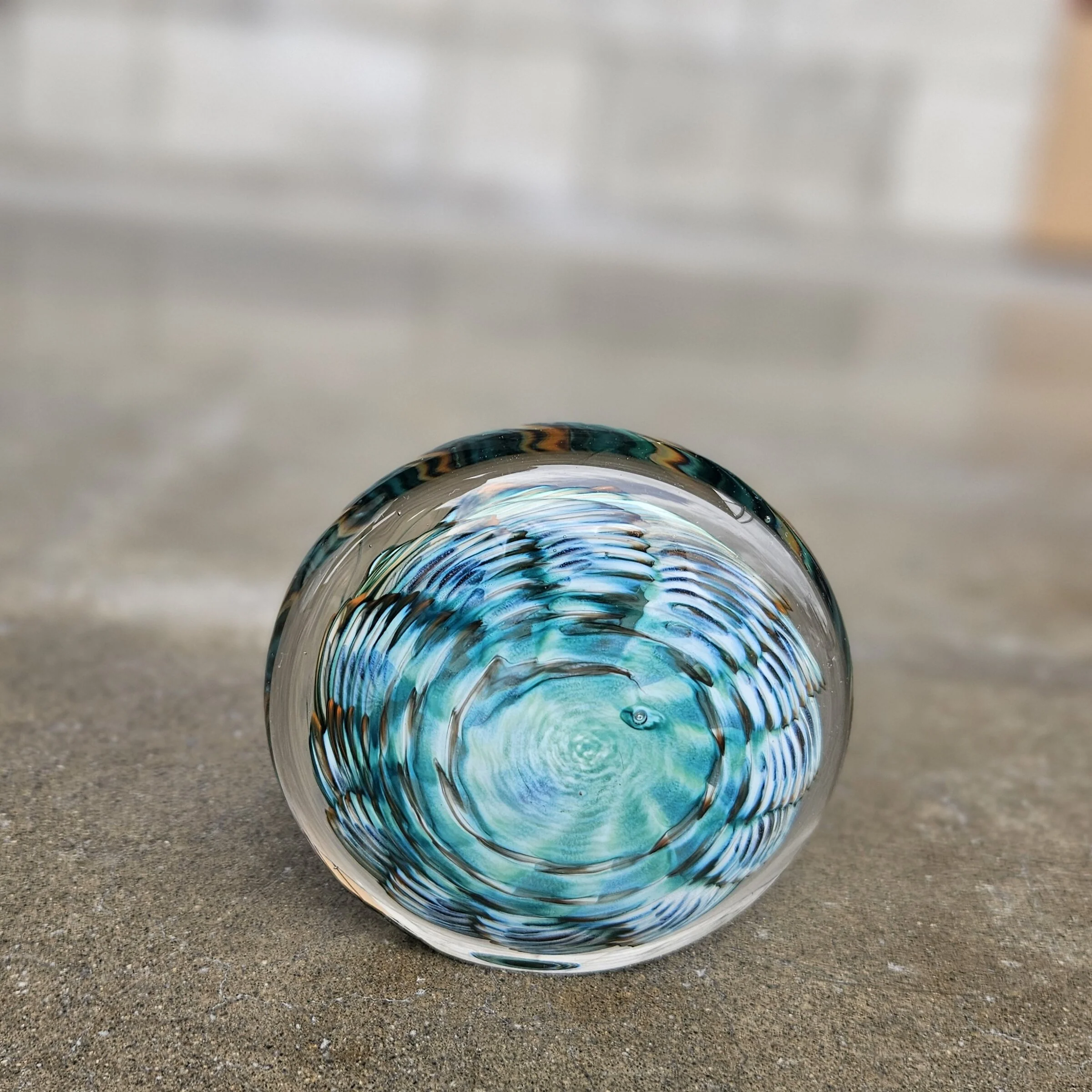 Lagoon Urchin - Image 3