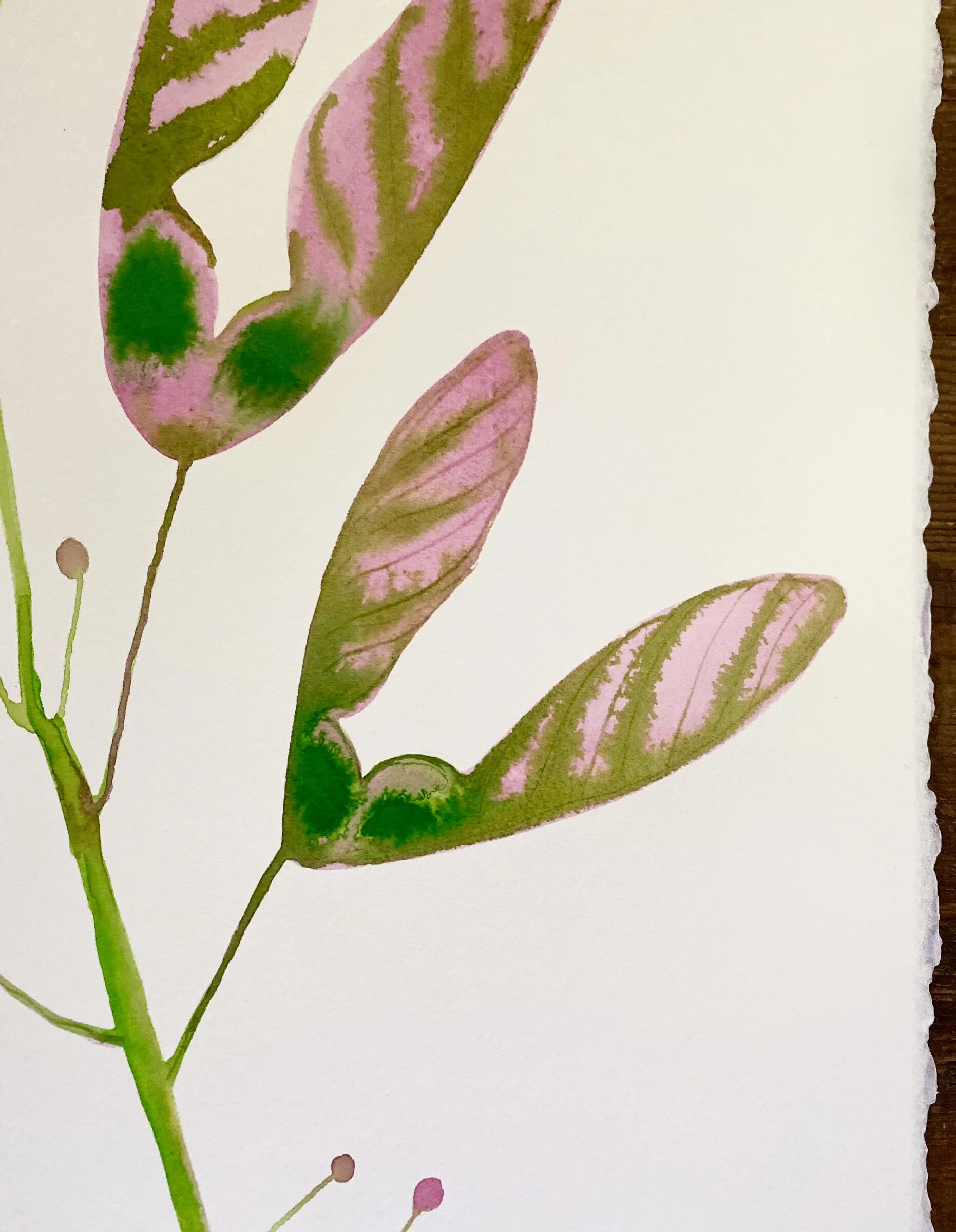 Love Helicopter Seed Pods - Image 6