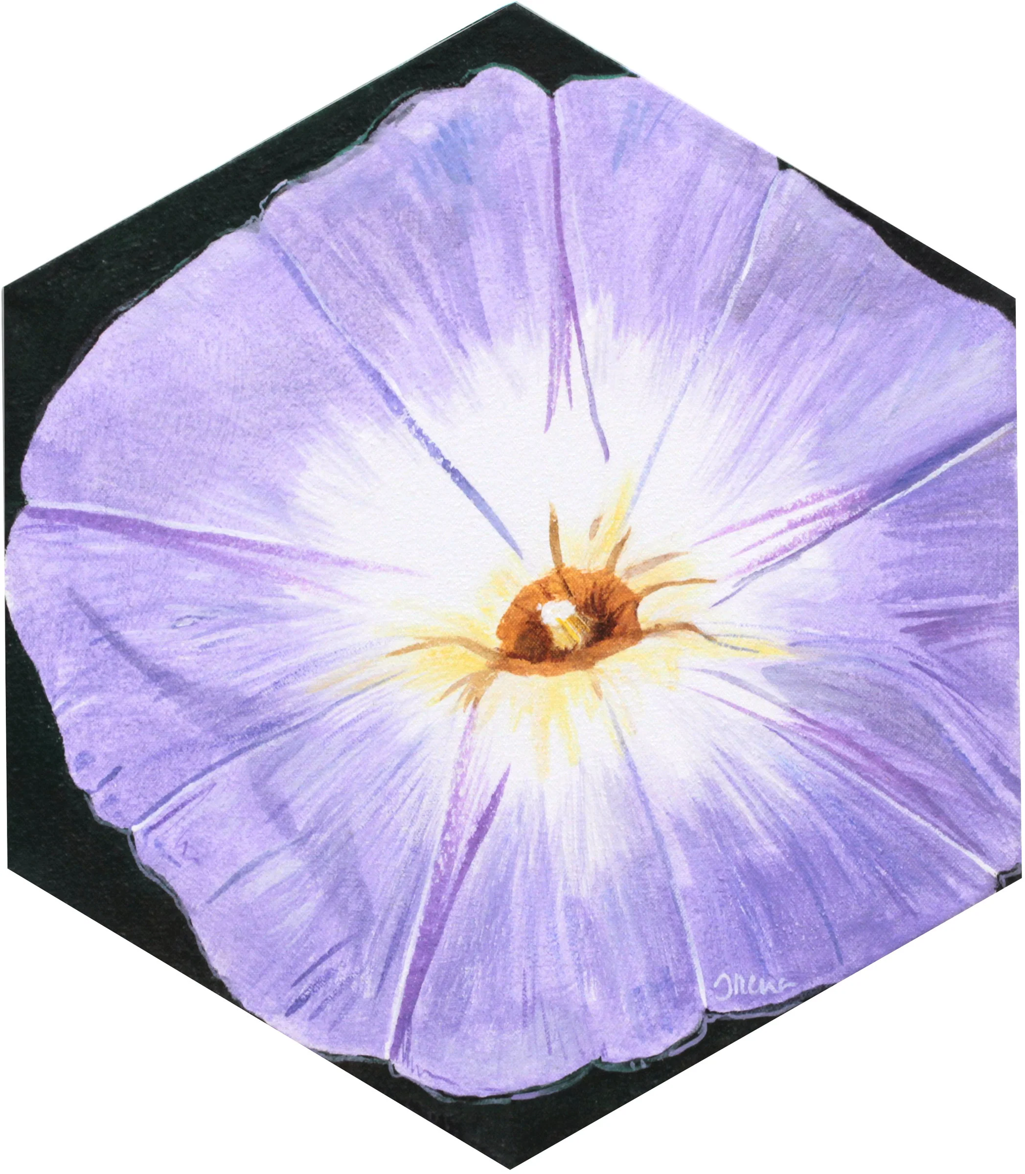 Morning Glory