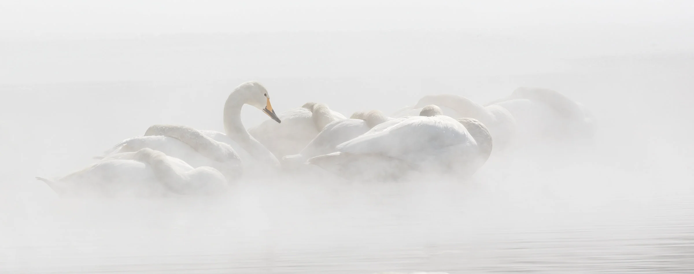 Morning Slumber - Large