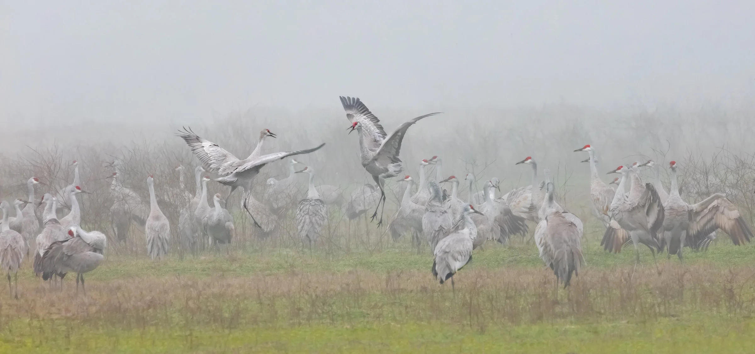 Sandhill Crane Pastoral - Small