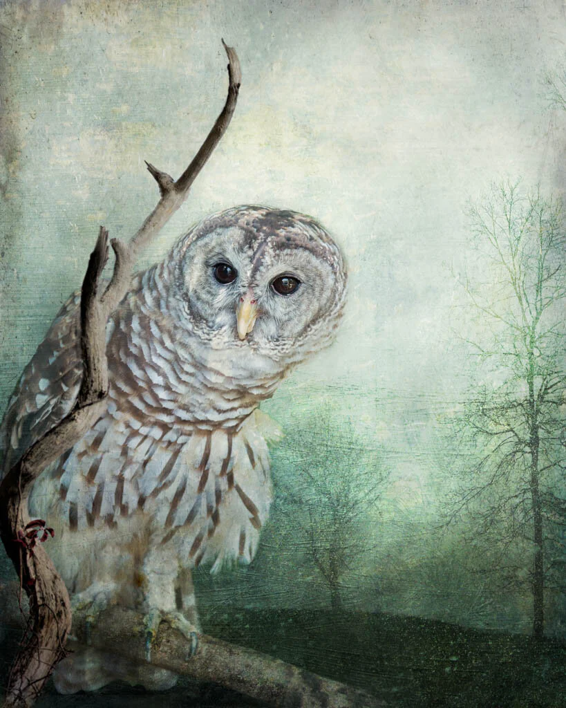 The Curious Owl - Small