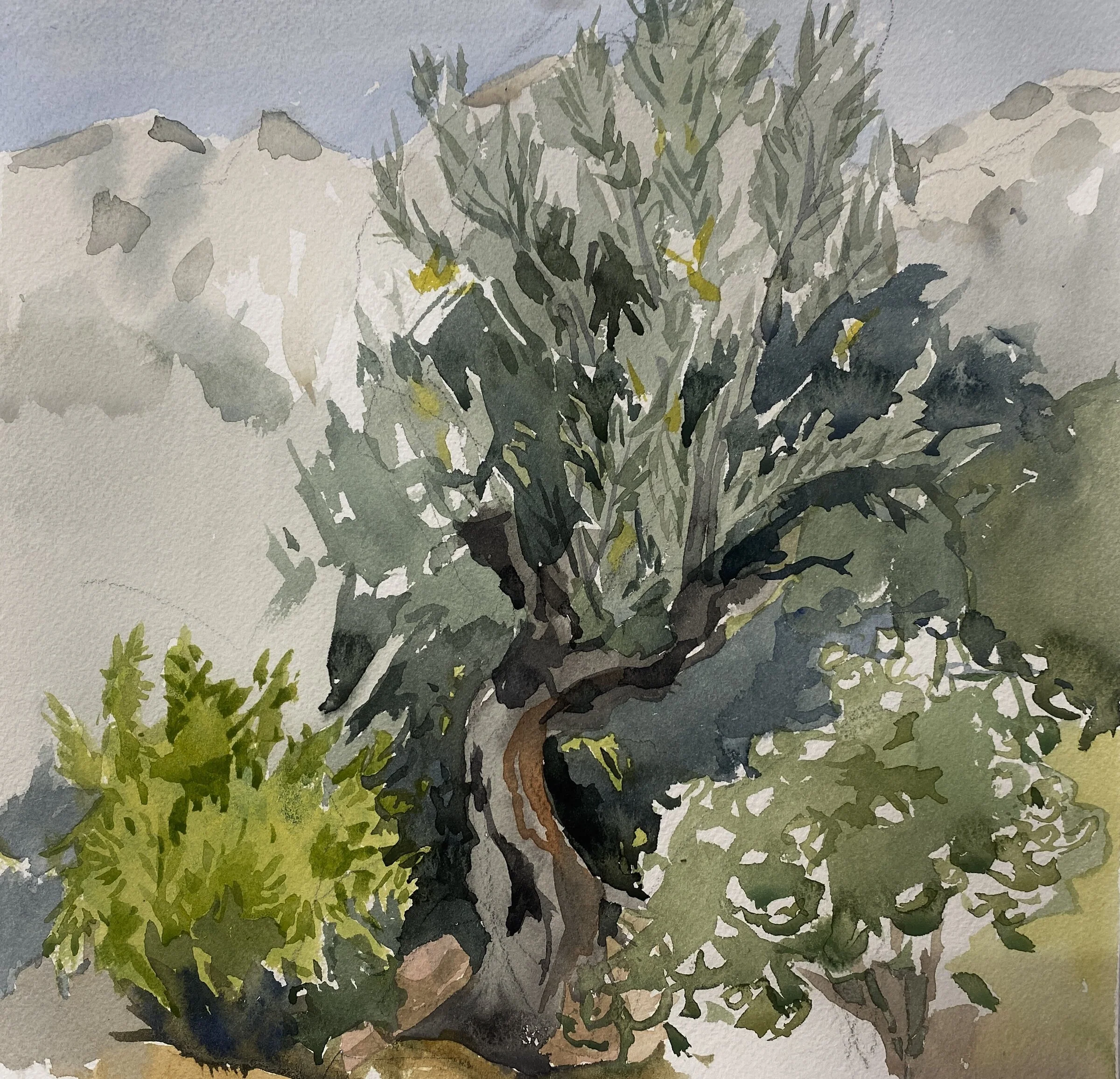 The Spanish Olive Tree