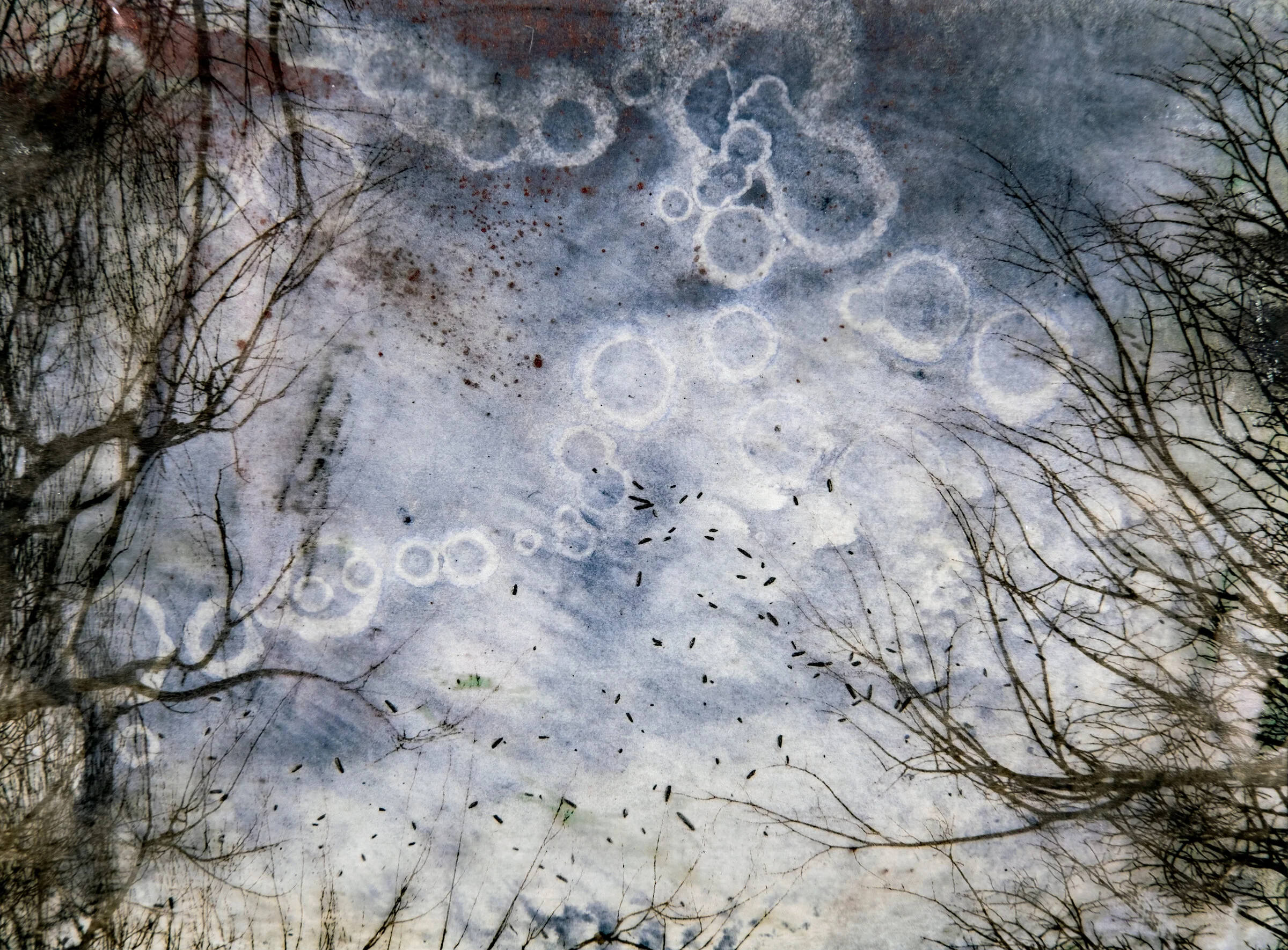 Winter Reverie